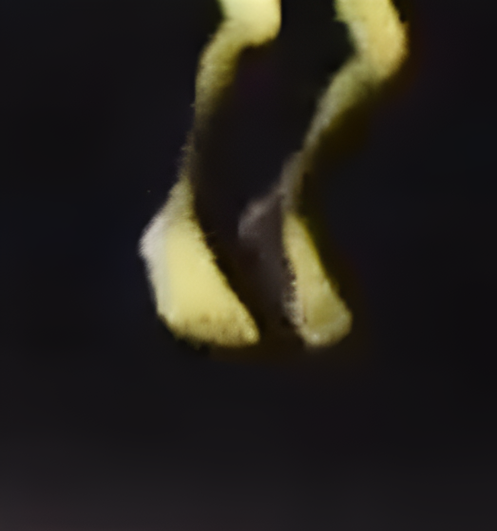 Protagoniste